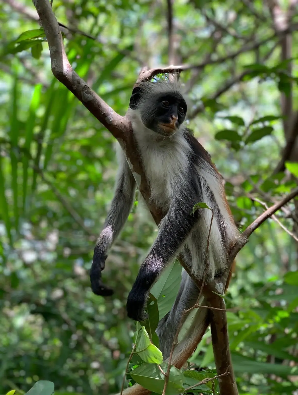 Red Colobus Monkeys